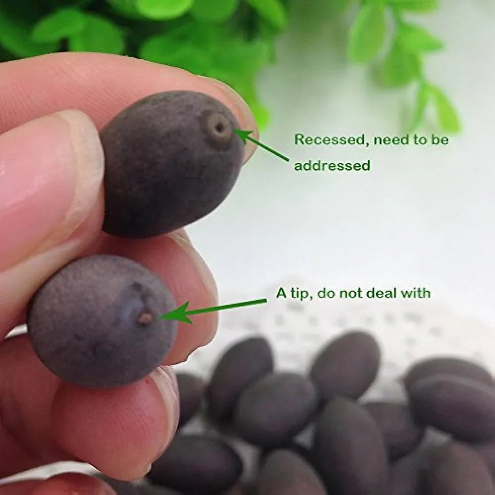 Bonsai Japanese Lotus Seeds - Buy 1 Get 1 Free - 9764602257