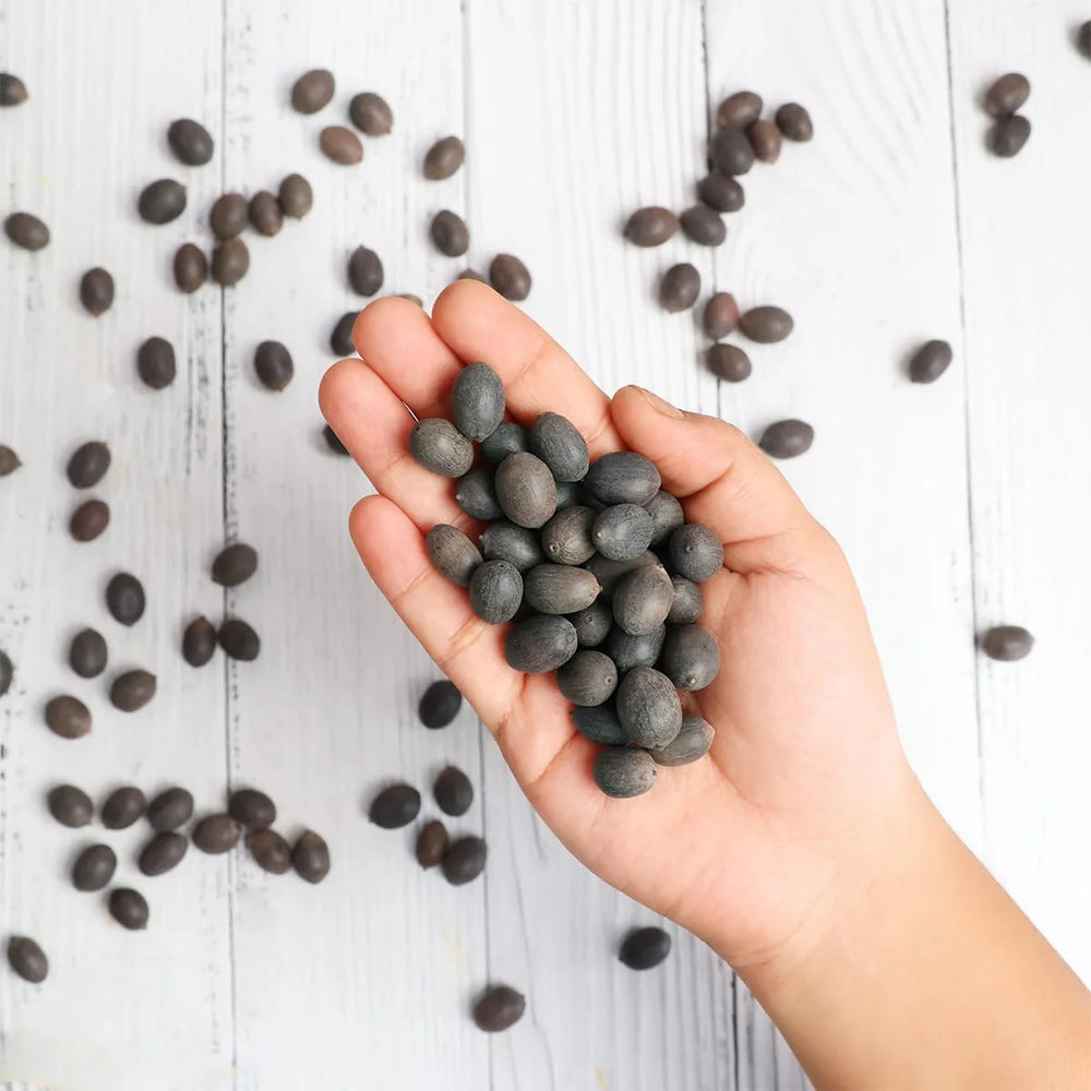 Bonsai Japanese Lotus Seeds - Buy 1 Get 2 Free