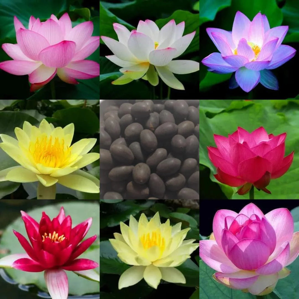 Bonsai Japanese Lotus Seeds - Buy 1 Get 2 Free