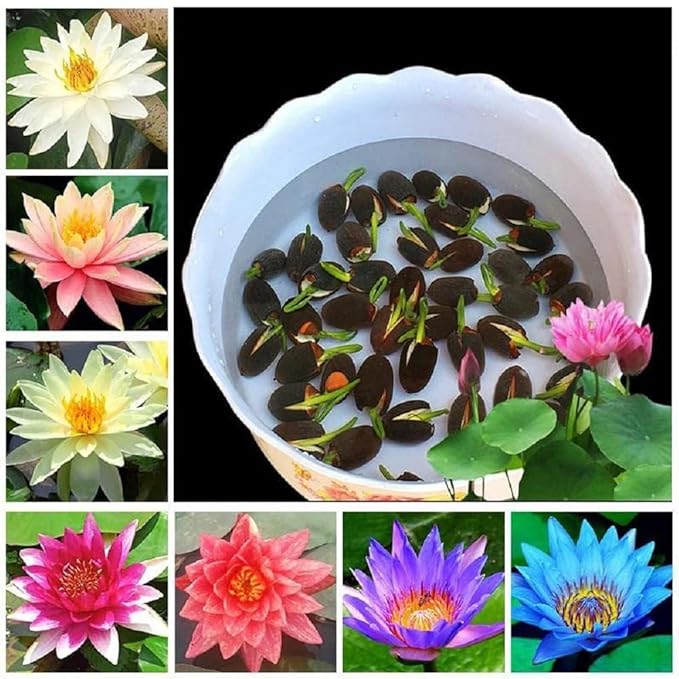 Bonsai Japanese Lotus Seeds - Buy 1 Get 2 Free