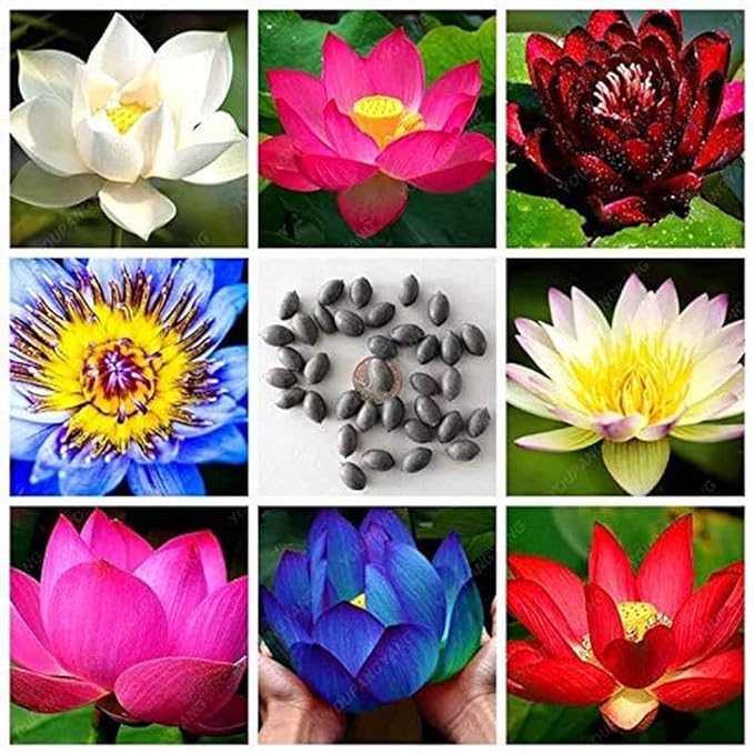 Bonsai Japanese Lotus Seeds - Buy 1 Get 2 Free