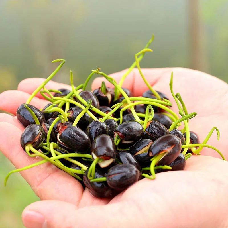 Bonsai Japanese Lotus Seeds - Buy 1 Get 2 Free